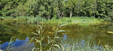 Biodiversité | Restauration des Etangs du Directeur à la Poudrerie de Saint-Chamas