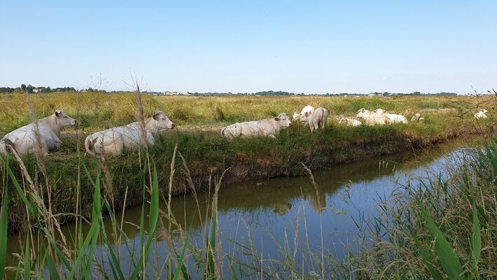 vaches_marais_transbordeur_BL