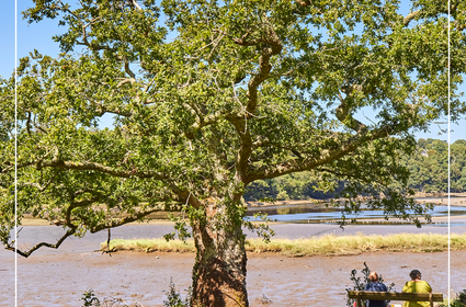 Votez pour le chêne de Saint-Maurice, candidat à l’arbre européen de l’année ! 